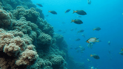 A Guide to the World&r's Best Diving and Snorkeling Spots